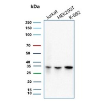 CDK2 Antibody