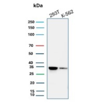 CDK2 Antibody