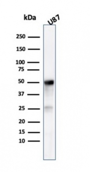 TUBB3 Antibody