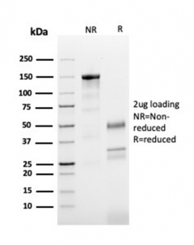 TUBB3 Antibody