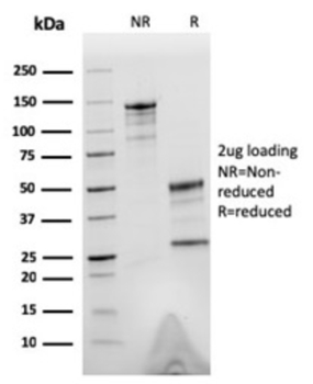 TUBB3 Antibody