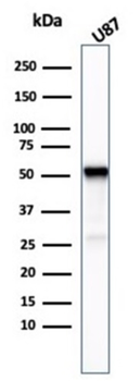 TUBB3 Antibody
