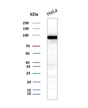 MALT1 Antibody