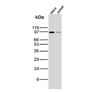 MALT1 Antibody
