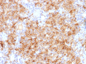 CHGA Antibody