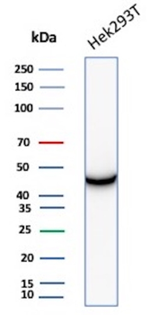 CKB Antibody