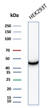 CKB Antibody