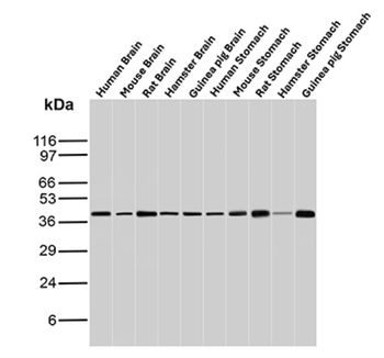 CKB Antibody