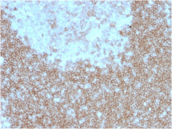 TNFRSF13C Antibody