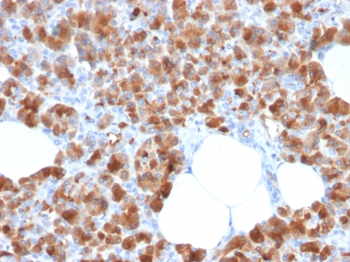 CPA1 Antibody