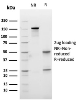 CPA1 Antibody