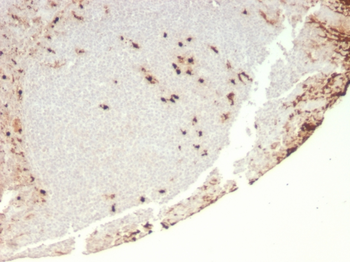 CSF3 Antibody