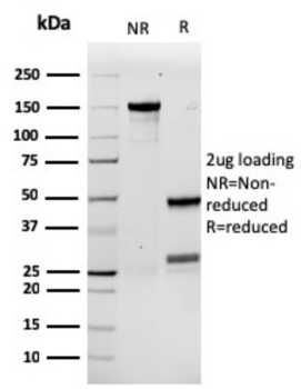 CSF3 Antibody