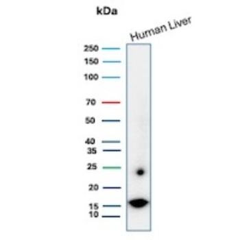 CSF3 Antibody