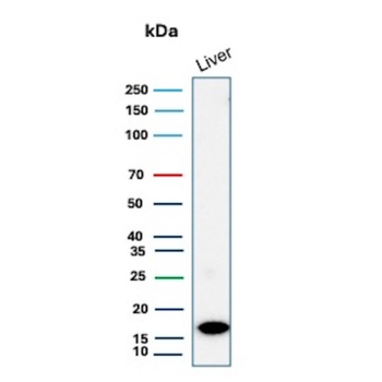 CSF3 Antibody