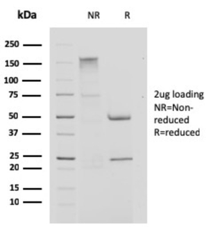 CSTA Antibody