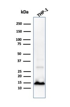 CSTA Antibody