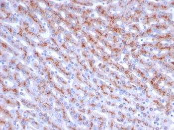 CTSD Antibody