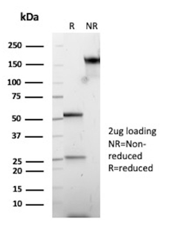 CTSK Antibody