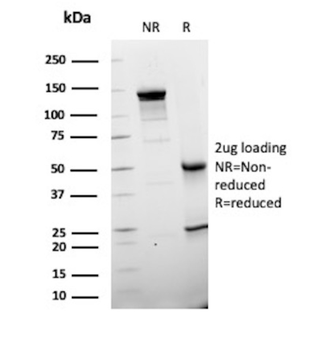 DCN Antibody