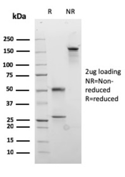 DSC2 Antibody