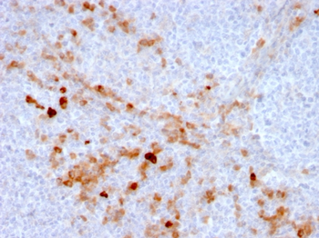 ENG Antibody