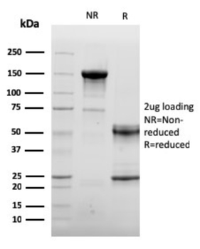 ENG Antibody