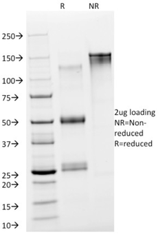 ENO2 Antibody