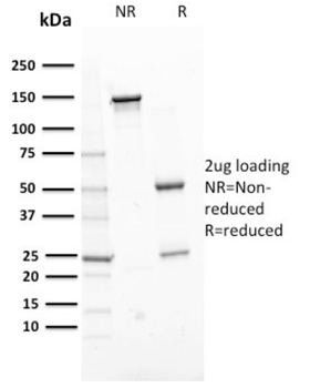 ERCC1 Antibody