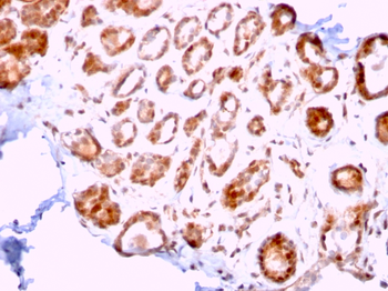 ERCC1 Antibody
