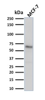 ESR1 Antibody