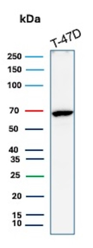 ESR1 Antibody