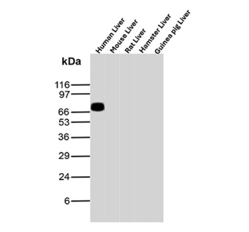 ALB Antibody