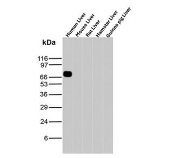 ALB Antibody
