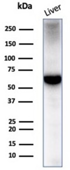 ALB Antibody