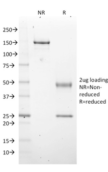 EZH2 Antibody