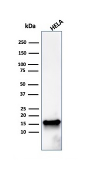 FABP5 Antibody