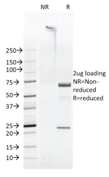 FAT1 Antibody