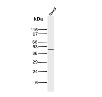 FCER2 Antibody