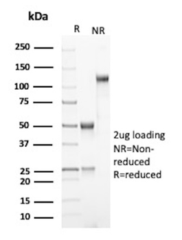 FGA Antibody