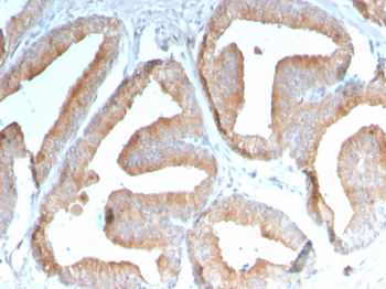 ICOSLG Antibody