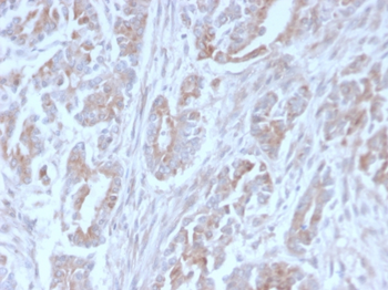 ICOSLG Antibody