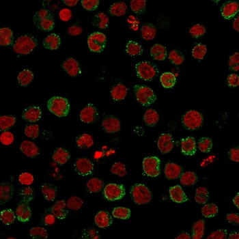 ICOSLG Antibody