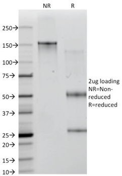 ICOSLG Antibody