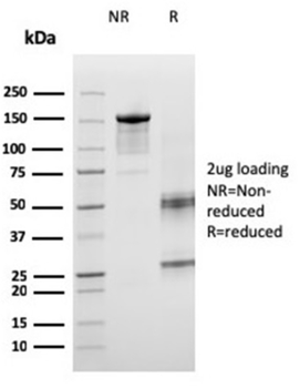 ICOSLG Antibody