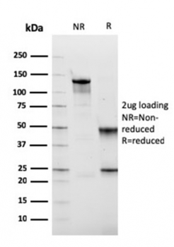 Fn1 Antibody
