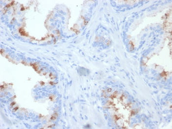FOLH1 Antibody