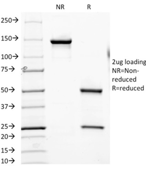 FOLH1 Antibody