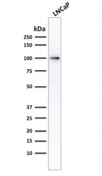 FOLH1 Antibody
