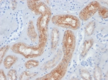 FOLH1 Antibody